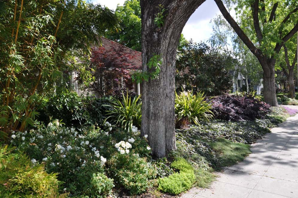 Shade Garden Sidewalk