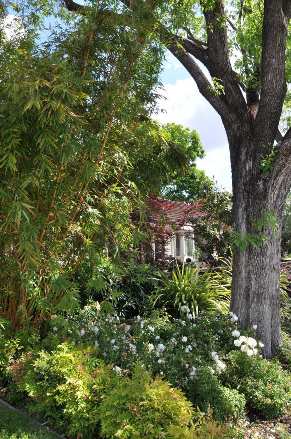 Shade Garden Streetview