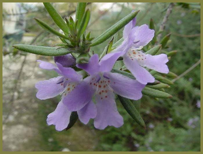 Plant photo of: Westringia 'Wynyabbie Gem'