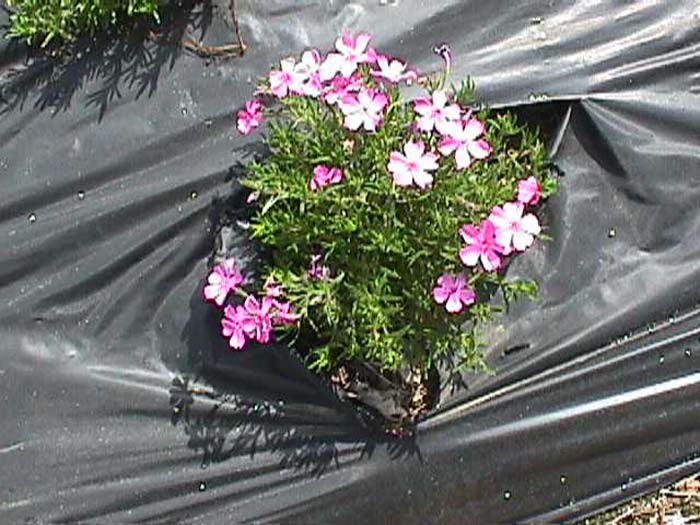 Plant photo of: Phlox subulata 'Emerald Pink'