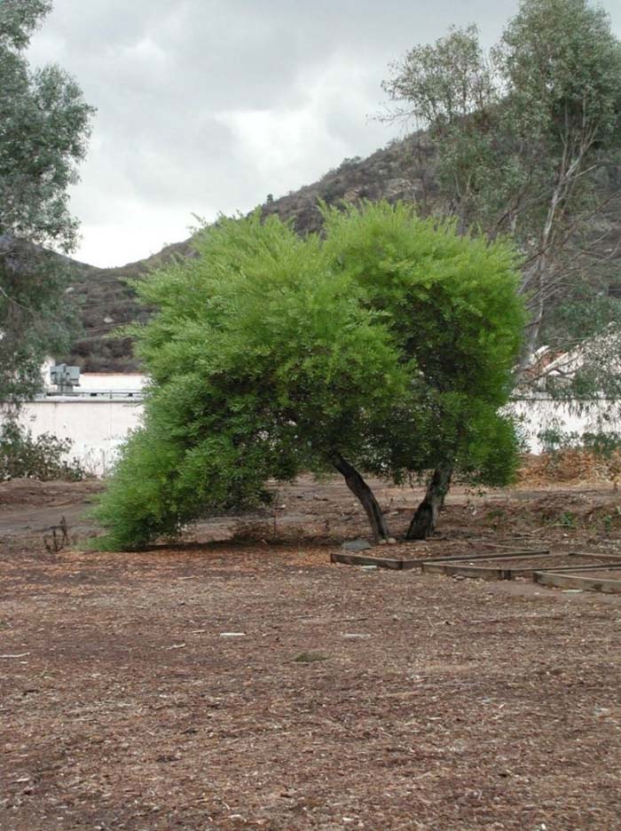 Plant photo of: Acacia longifolia
