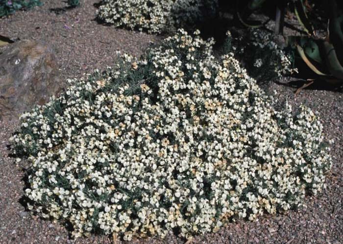 Plant photo of: Zinnia acerosa