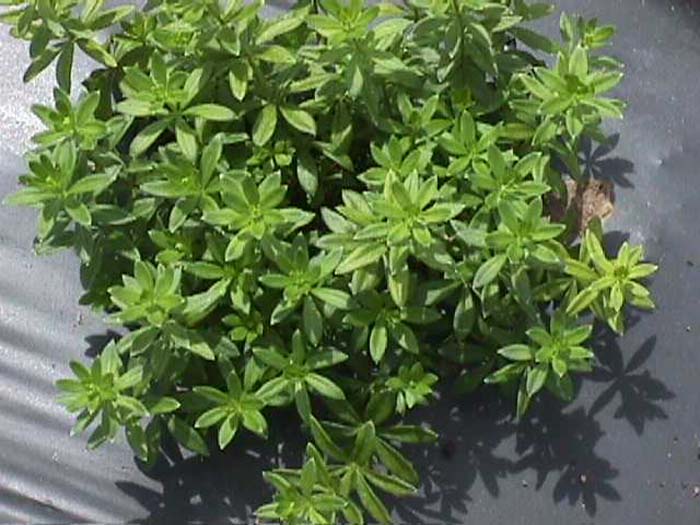 Plant photo of: Galium odoratum