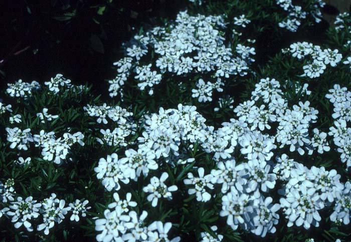 Plant photo of: Iberis sempervirens