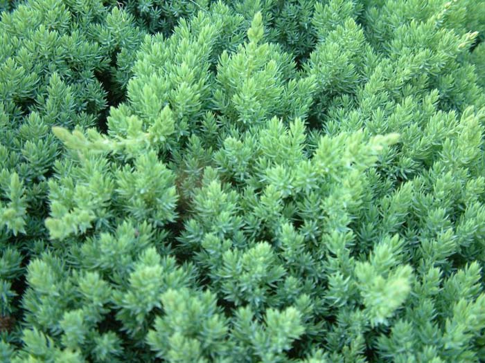 Plant photo of: Juniperus rigida conferta 'Blue Pacific'