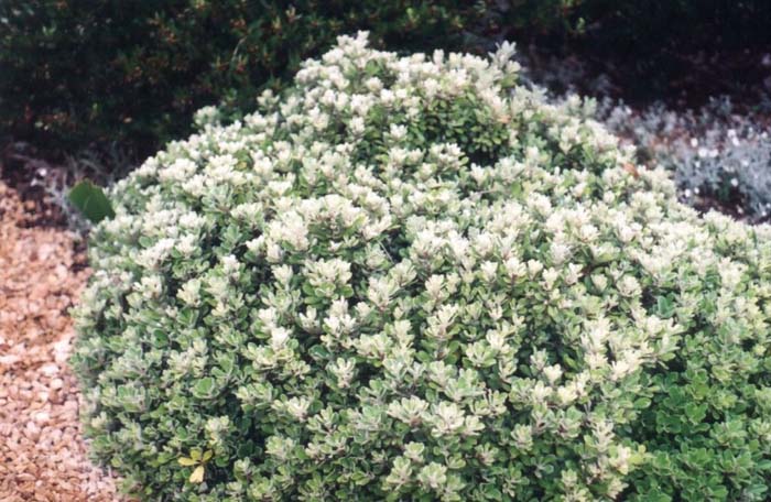 Plant photo of: Pittosporum crassifolium 'Compactum'