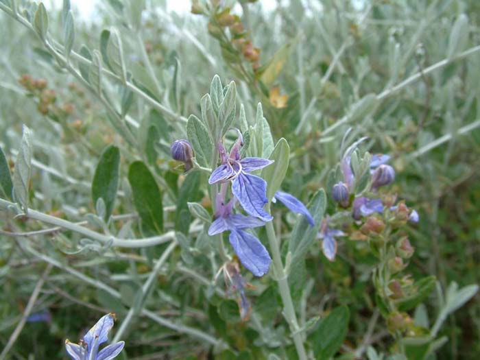 Plant photo of: Teucrium fruticans 'Azureum'