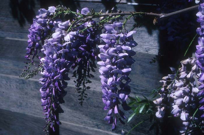 Chinese Wisteria Cooke's Special