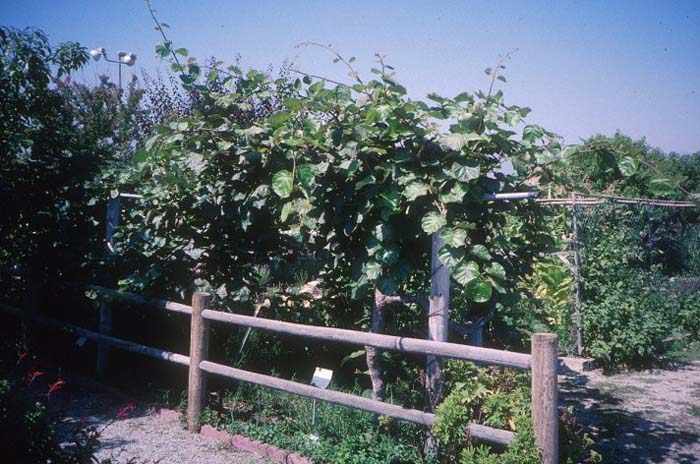 Kiwi, Chinese Gooseberry Vine