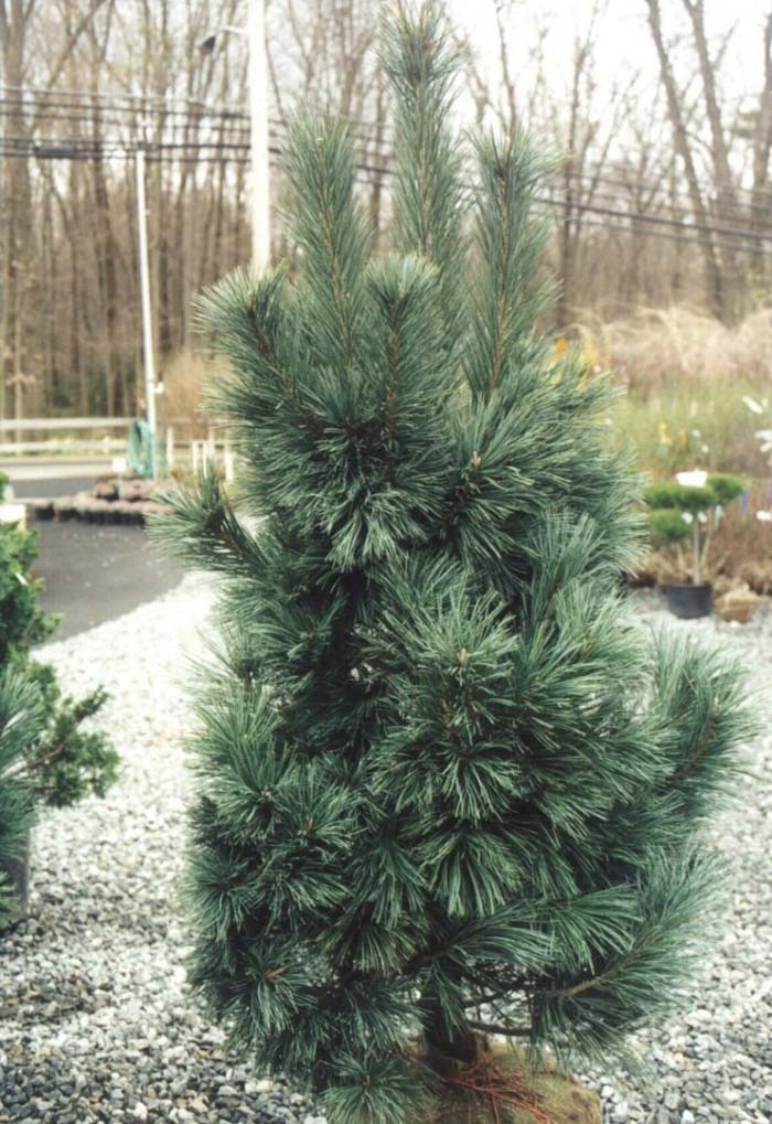 Plant photo of: Pinus flexilis 'Vanderwolf's Pyramid'