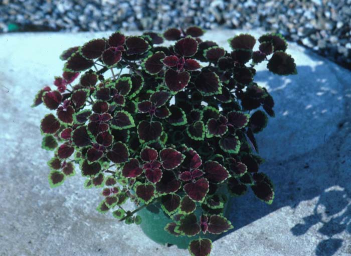 Plant photo of: Solenostemon scutellarioides