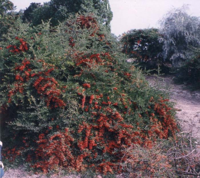 Plant photo of: Pyracantha 'Fiery Cascade'
