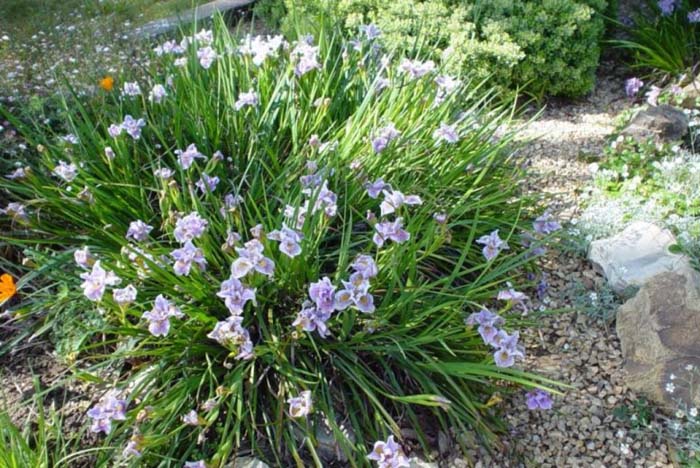 Plant photo of: Iris Pacific Coast Hybrid 'Purple and Wh