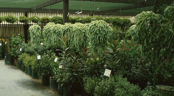 Plant photo of: Sedum morganianum