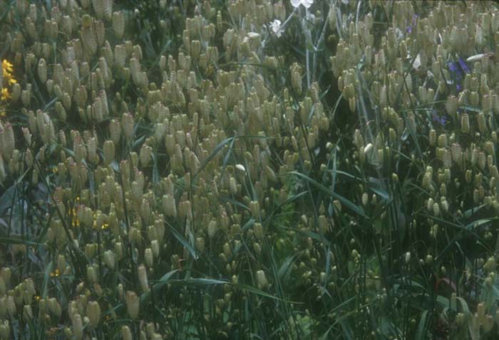 Plant photo of: Briza maxima
