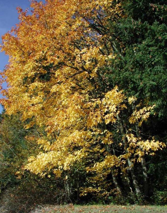 Big-Leaf Maple, Oregon or Canyon Ma