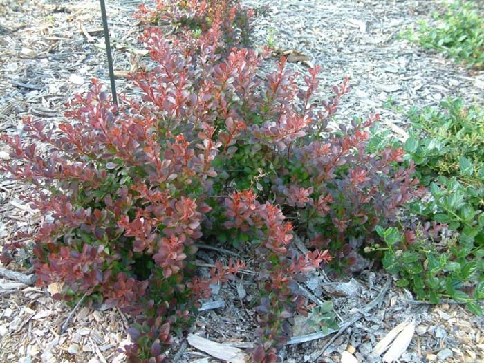 Plant photo of: Berberis thunbergii 'Crimson Pygmy'