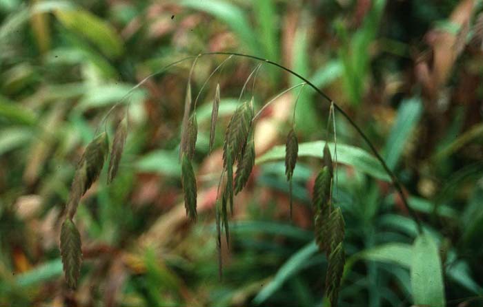 Northern Sea Oats, Bamboo Grass