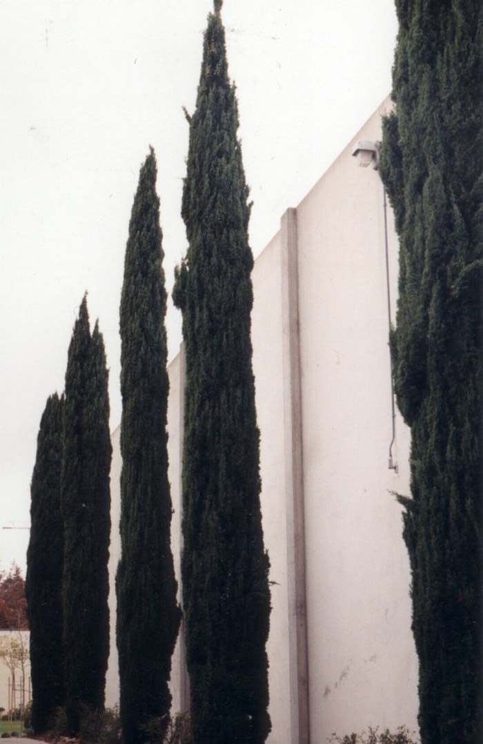 Columnar Italian Cypress