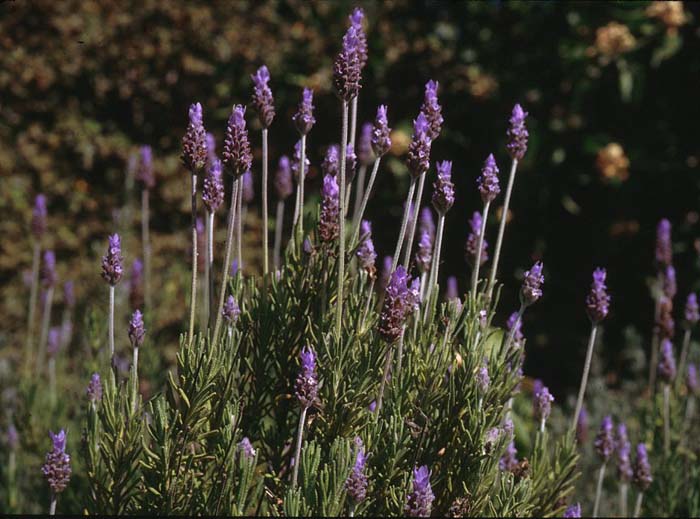 French or Toothed Lavender