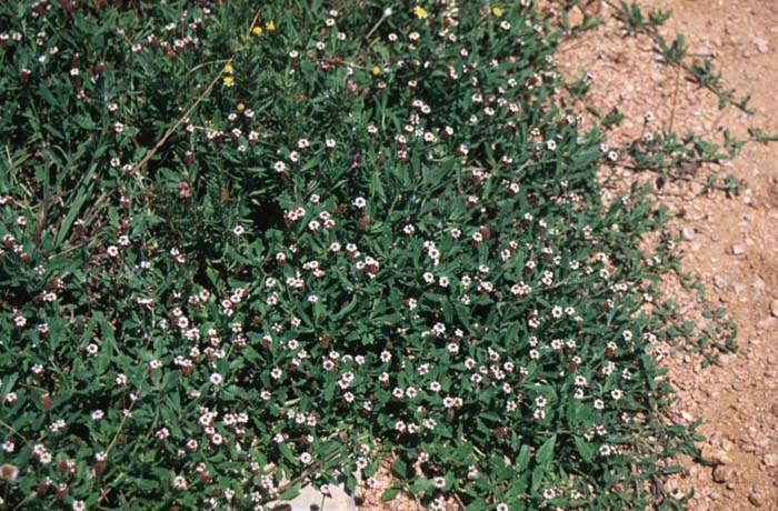 Plant photo of: Phyla nodiflora