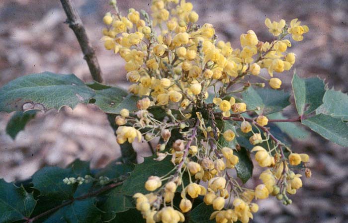 Plant photo of: Berberis 'Golden Abundance'