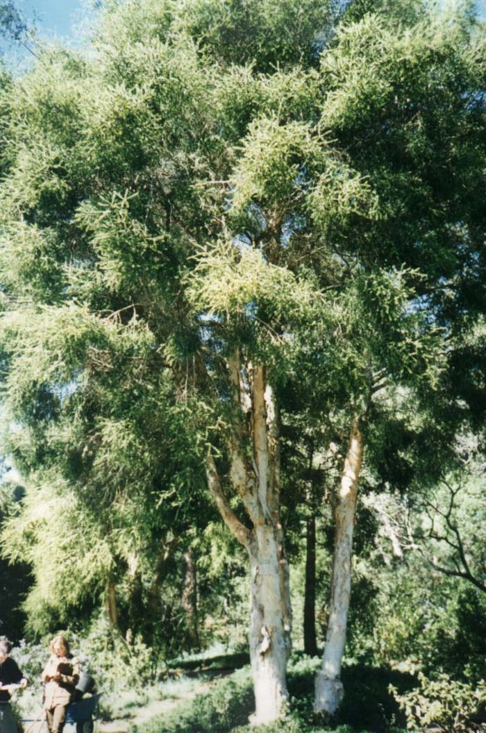 Black Tea Tree, Prickly Paperbark