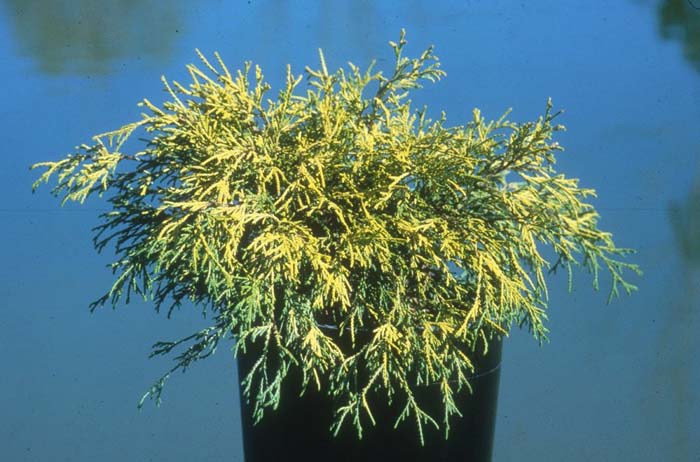Chamaecyparis pisifera 'Filifera Aurea'