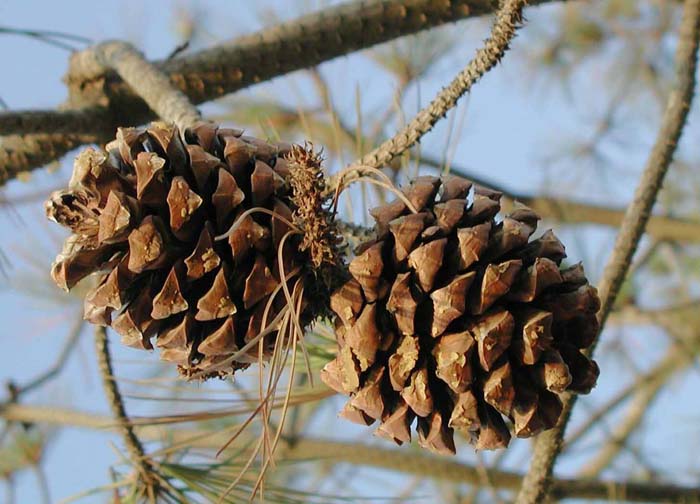 Plant photo of: Pinus torreyana