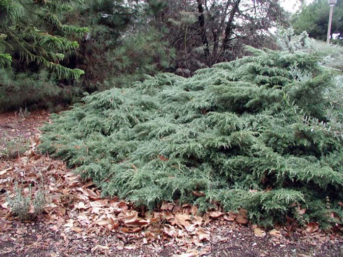 Juniperus X pfitzeriana