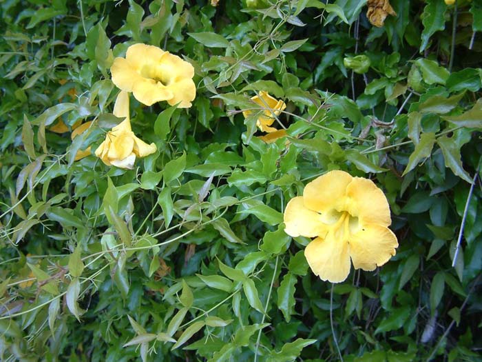 Plant photo of: Macfadyena unguis-cati