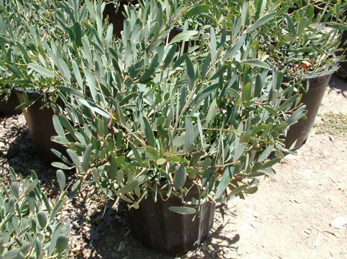 Acacia redolens 'Prostrata'