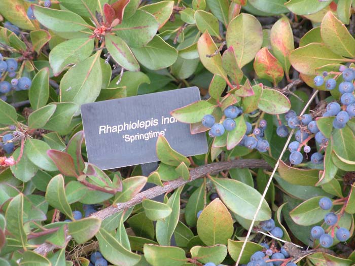 Plant photo of: Rhaphiolepis indica 'Springtime'