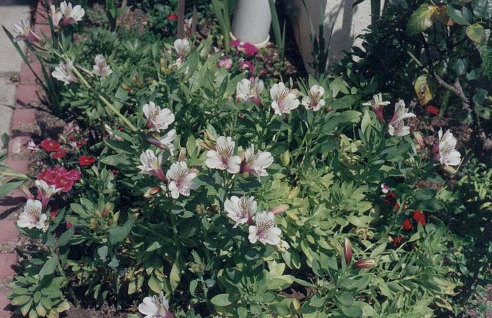 Plant photo of: Alstroemaria hybrids