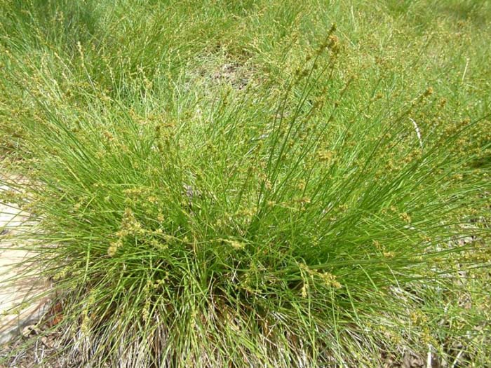 Plant photo of: Carex praegracilis