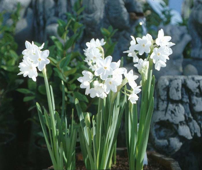 Narcissus  hybrida