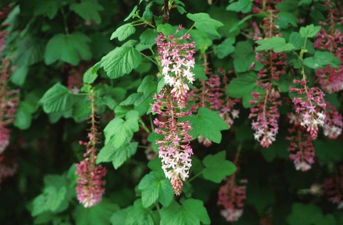 Southern Pink Currant