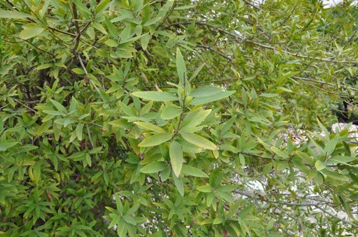 Plant photo of: Umbellularia californica