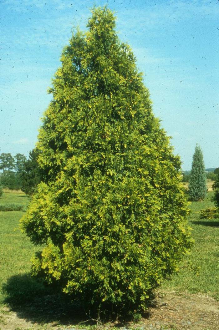 Plant photo of: Thuja occidentalis 'Douglasii Aurea'