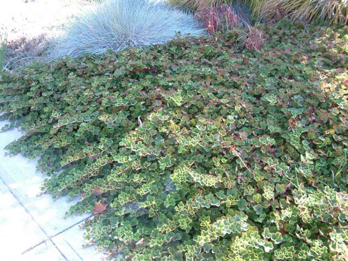 Plant photo of: Rubus rolfei