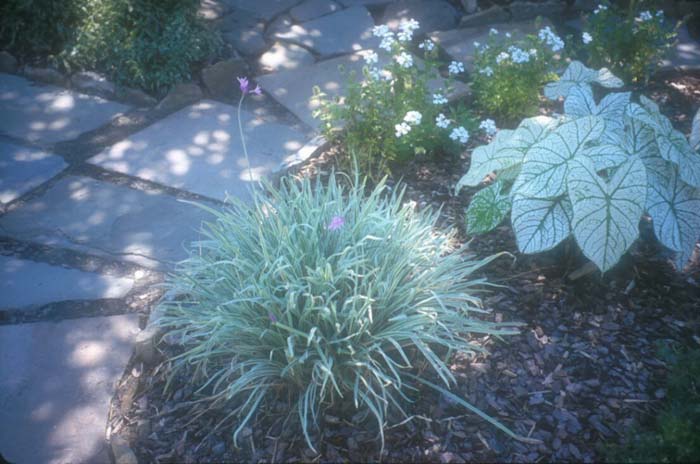 Plant photo of: Tulbaghia violacea 'Variegata'