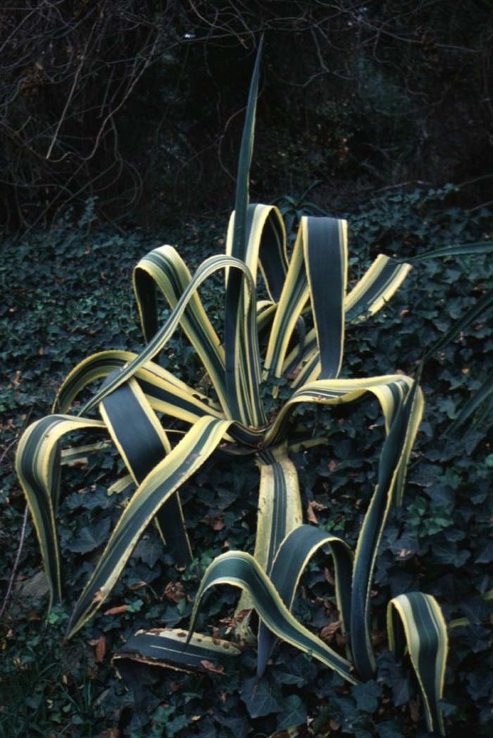 Plant photo of: Agave americana marginata