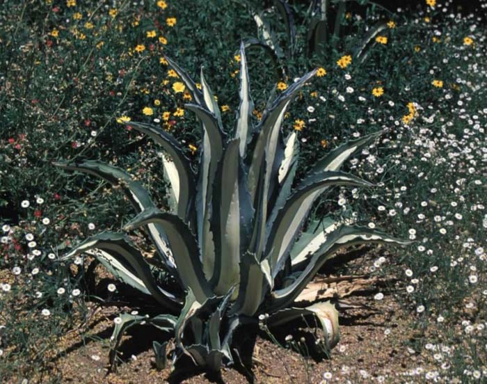 Medio-Picta Century Plant