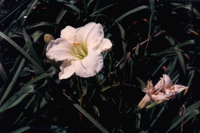 Plant photo of: Hemerocallis 'Gentle Shepherd'
