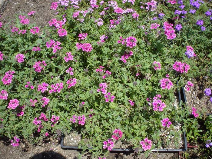 Plant photo of: Verbena 'Temari Violet'