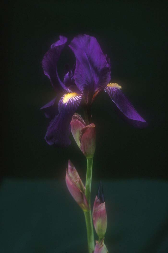 Plant photo of: Iris bearded 'Grandma's Purple Flag'