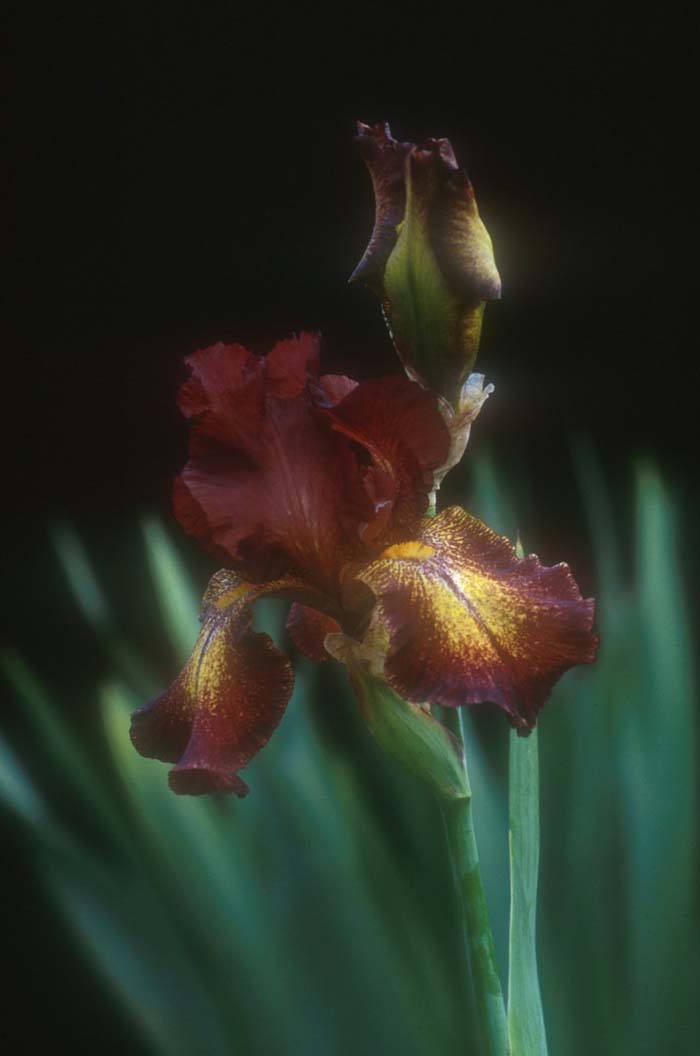Plant photo of: Iris bearded 'Paprika Fonos'
