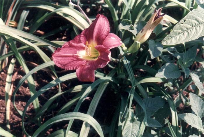 Plant photo of: Hemerocallis 'Sebastian'