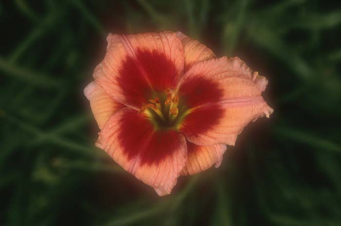 Plant photo of: Hemerocallis 'Magic Man'