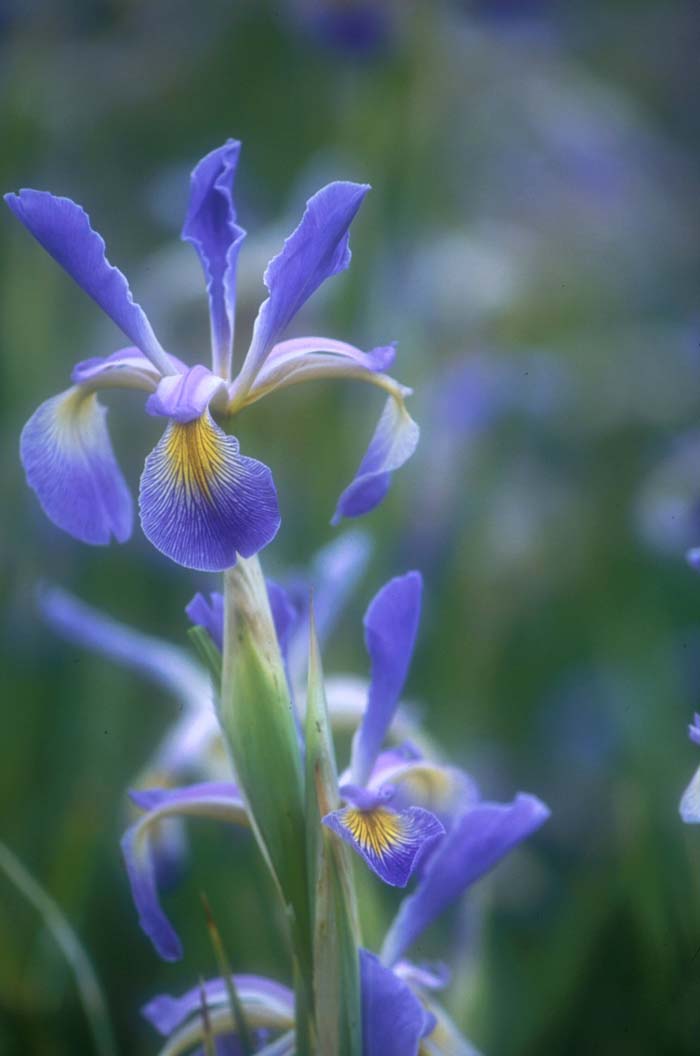 Iris Siberian 'Premier'